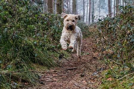 adult brown soft-coated wheaten terrier thumbnail