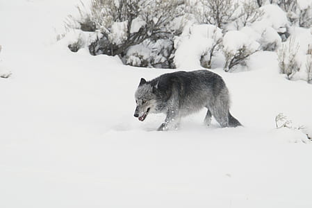 gray fox walking along snow during daytime thumbnail