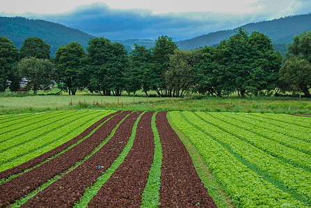 plantation field during daytime thumbnail