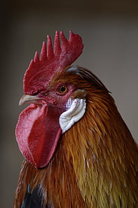 close-up photography of red rooster thumbnail