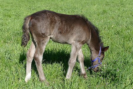 black and gray pony eating grass thumbnail