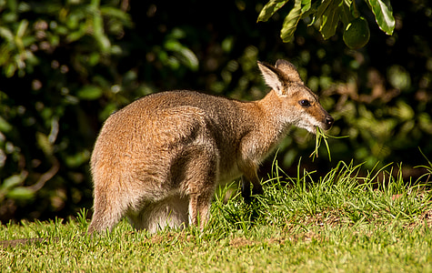 brown kangaroo standing on green grass field thumbnail