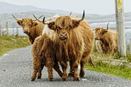 mammals with horns thumbnail