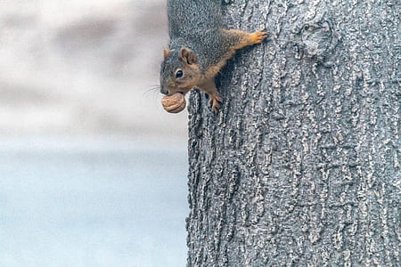brown and gray squirrel on tree trunk thumbnail
