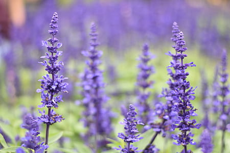 selective focus photo of purple petaled flower field thumbnail