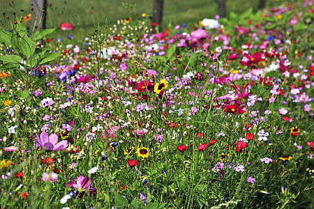 red, flower, and yellow flower plants on grass field thumbnail