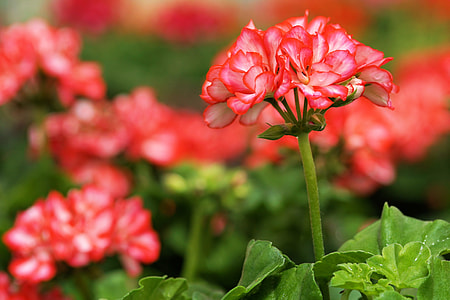 close-up photo of red petaled flower thumbnail