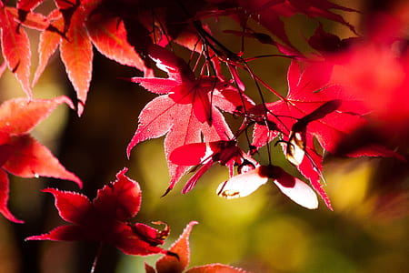 selective focus photography of red leaf plant thumbnail