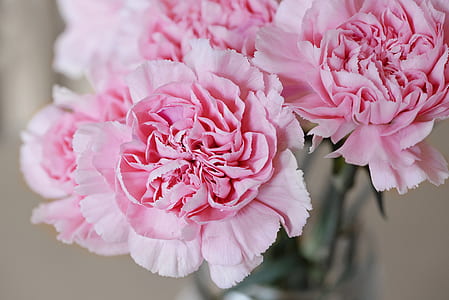 pink carnation flower arrangement thumbnail