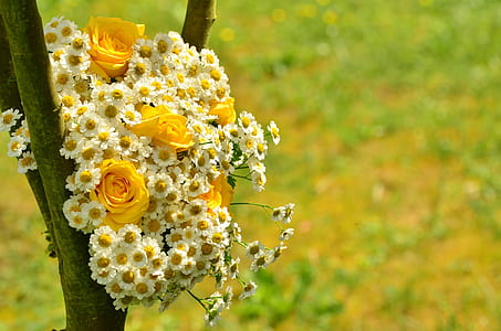 white and yellow flowers thumbnail