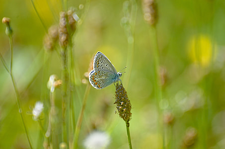 Butterfly, Argus-Silver-Studded Blue thumbnail