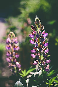 selective focus photo of purple flowers on bloom during daytime thumbnail