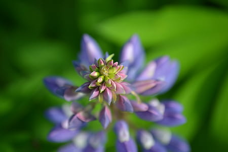 nature, flowers, petals, plant thumbnail