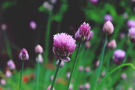 selective focus photo of purple petaled flowers thumbnail