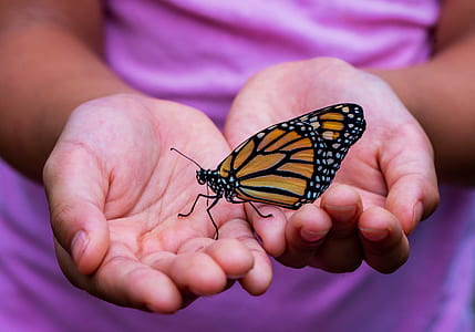monarch butterfly perching on human hand in close-up photography thumbnail