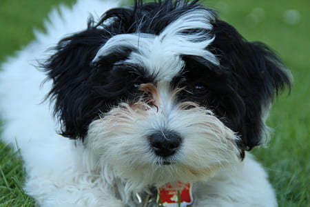 long-coated white and black puppy on green grass thumbnail
