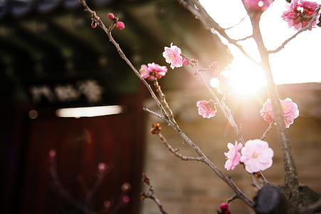 pink cherry blossoms thumbnail