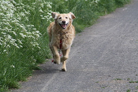 golden retriever running in the road surrounded with white petaled flowers thumbnail