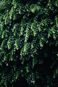 Municipal greenery thumbnail