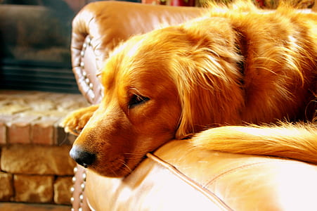 animal, dog, pet, fur thumbnail