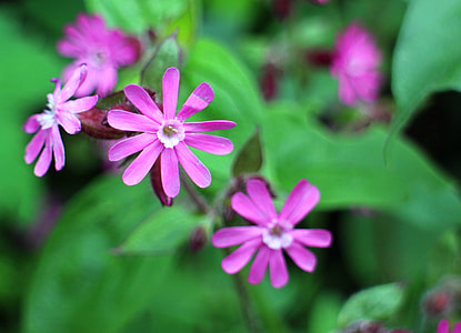 Wild Plant, Carnation Family thumbnail