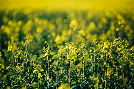 Rape field on a sunny day thumbnail