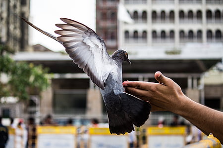 rock dove on person's hand thumbnail