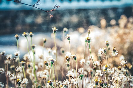White Flowers thumbnail