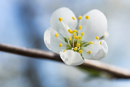 white petaled flower thumbnail