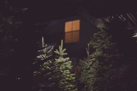 focus photography of pine tree thumbnail