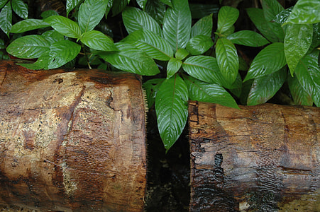 green plants thumbnail