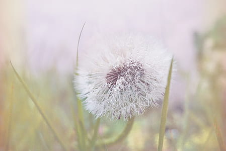 nature, flowers, grass, plant thumbnail