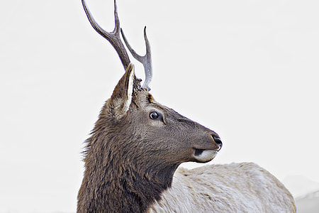 brown deer thumbnail