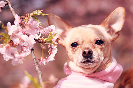 fawn smooth Chihuahua and pink flower thumbnail