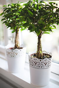 two green leafed plants on white pot thumbnail