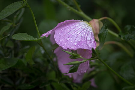 light, nature, purple, garden thumbnail