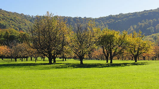 green leafed trees during daytime thumbnail