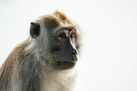 brown and white monkey thumbnail