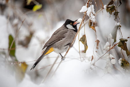 selective focus photo of gray and black bird perching on branch thumbnail