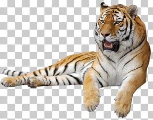 Siberian Tiger , Tiger , brown tiger PNG clipart
