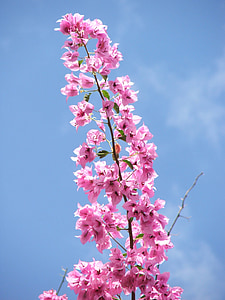 close-up photo of pink Bougainvillea flowers thumbnail