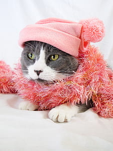grey and white cat wearing pink knit cap lying on white textile thumbnail
