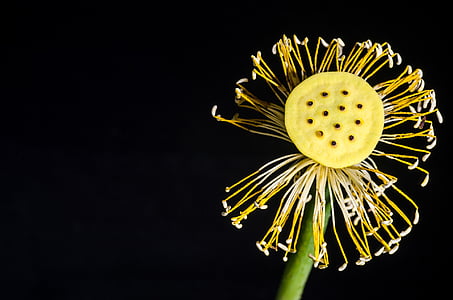 shallow focus photography of yellow and white flower thumbnail