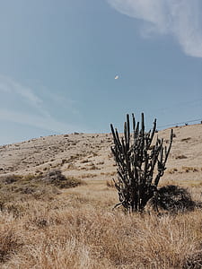 green cacti under blue sky thumbnail
