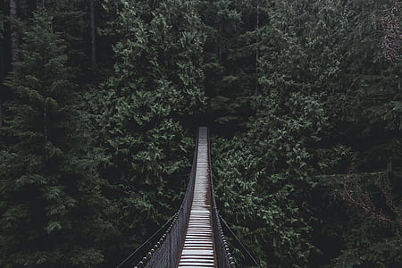 hanging footbridge between trees thumbnail