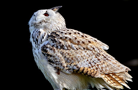 selective focus photography of owl thumbnail