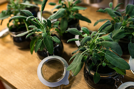 Green plants in glass jars on a table thumbnail