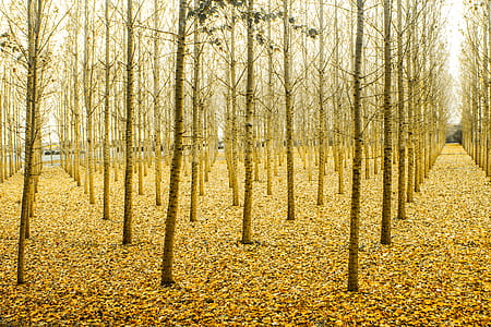 Photo of Yellow Tree Stems thumbnail