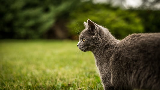 animal, pet, cat thumbnail