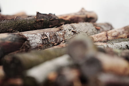 brown-and-gray wood logs thumbnail